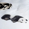 Постільний комплект SNURK Lazy Panda білий